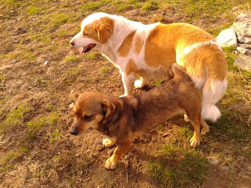 Fotografie0857 - AAAAAAAAA__DIVA_OSMI URMASUL LUI OSMAN IN MEMORIAM