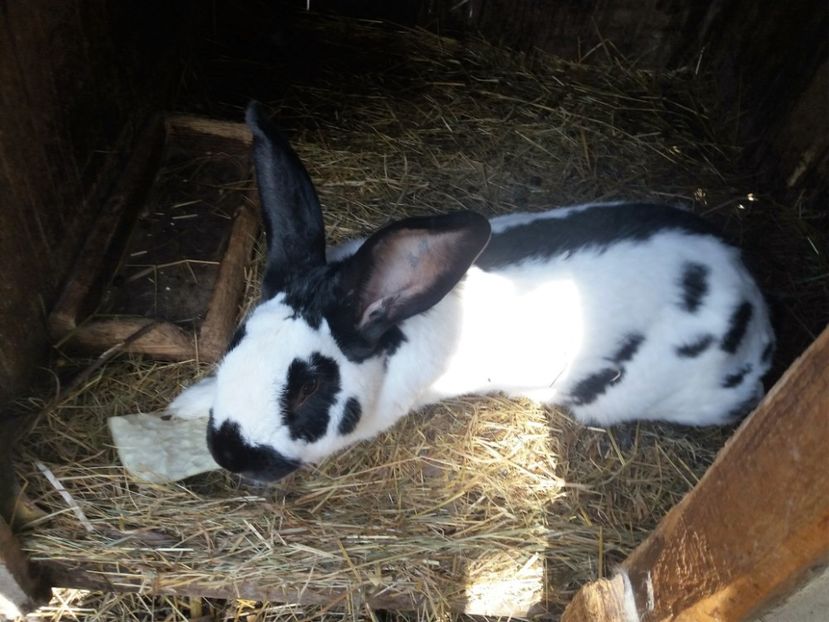 20170305_133817 (2) - bak 09-mascul 09