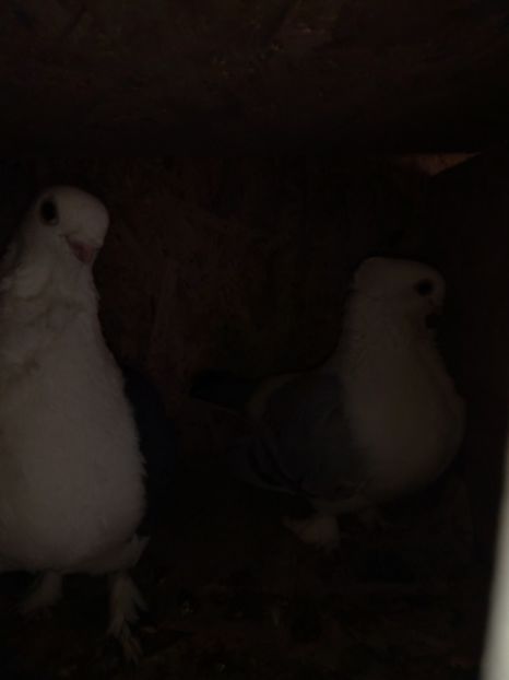 Negru+Bluette - De Vanzare