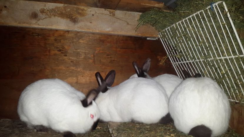 Femele - III DE VANZARE MOMENTAN