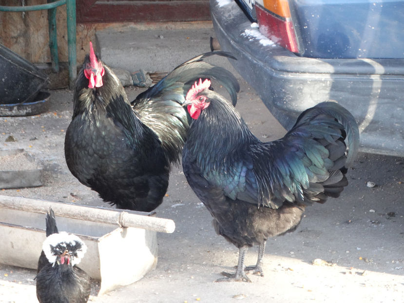  - Australorp