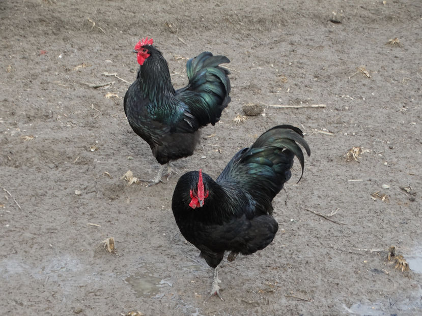  - Australorp