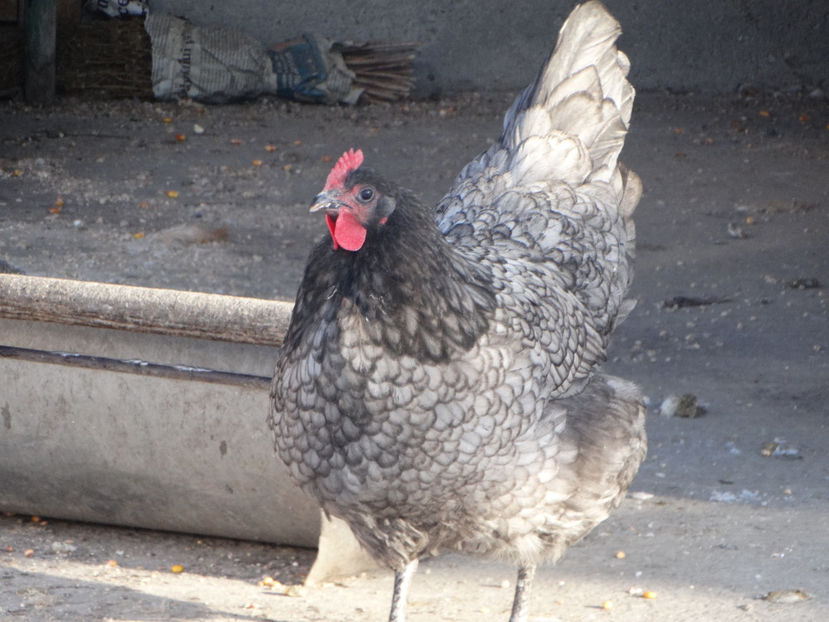  - Australorp