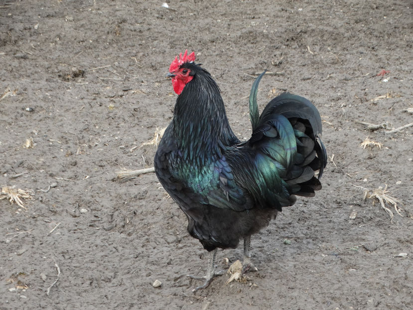  - Australorp