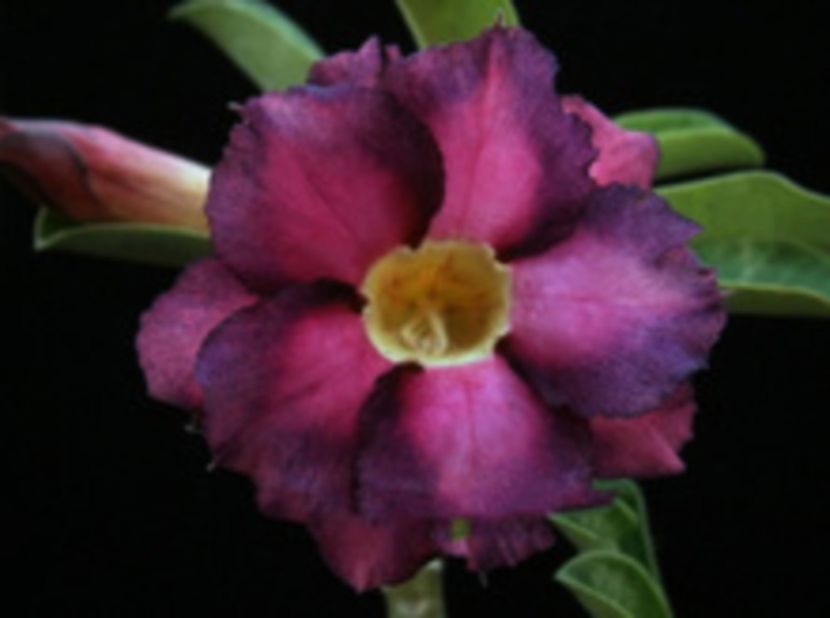 -Rosy-Adenium-Obesum-Kusuma-Violet-Desert-Rose-Flowers-Seeds-NF301.jpg_220x220 - curcubeu