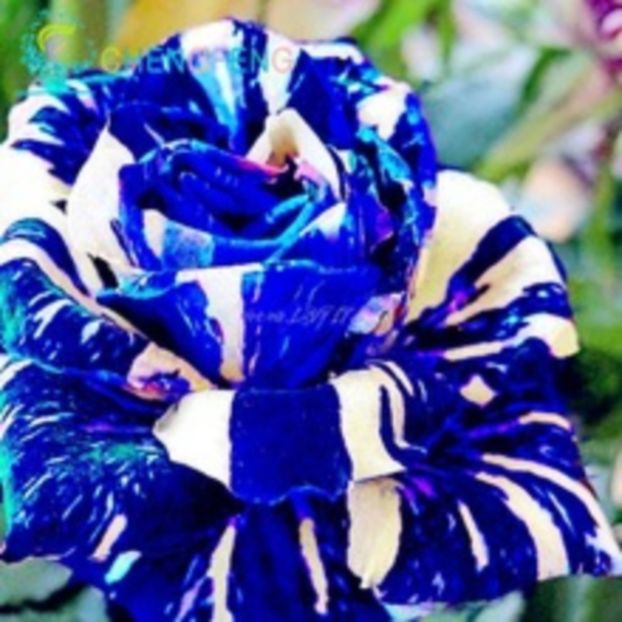 Blue-with-White-Side-Garden-Home-Bonsai-Balcony-Flower-Adenium-Obesum.jpg_220x220 - curcubeu