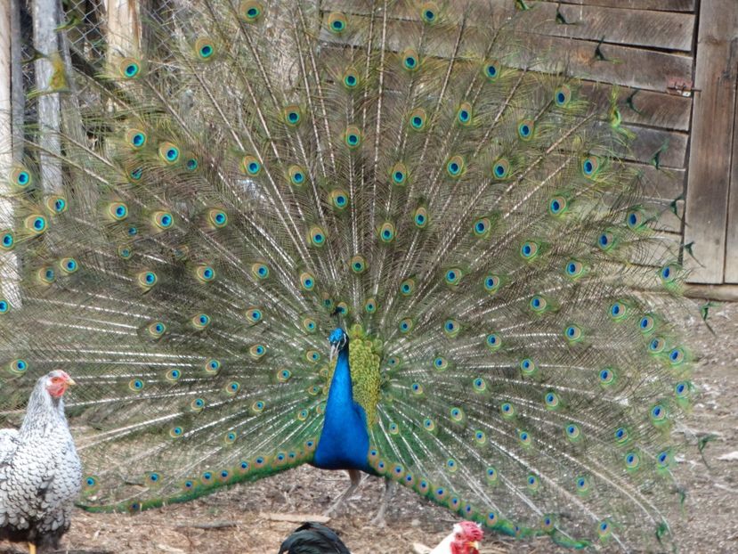  - Pauni 2016-2017-2018