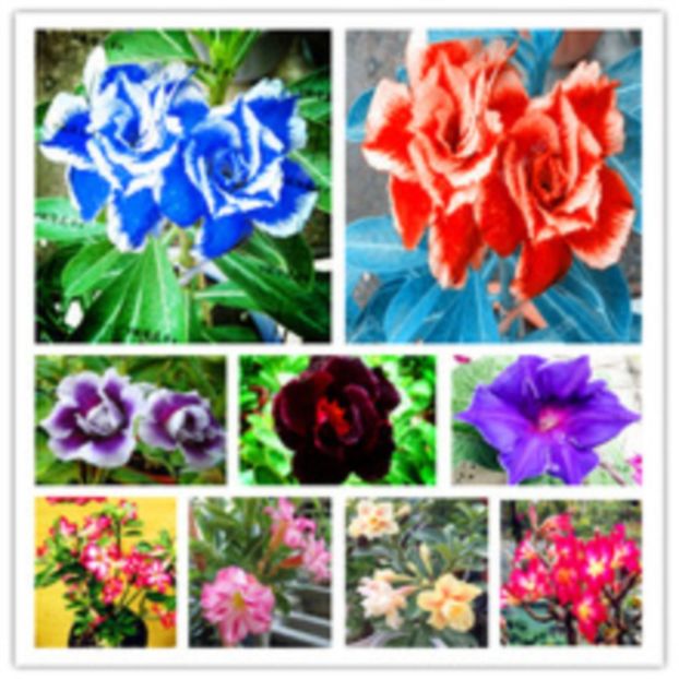 Desert-Rose-Flower-Plant - curcubeu