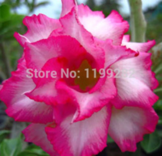 Sapphire-Adenium-Obesum - curcubeu