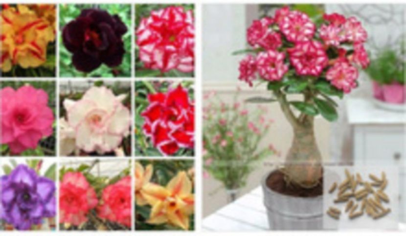 Adenium-Obesum-Seed- - curcubeu