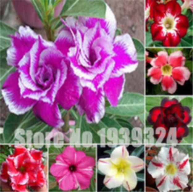 Rainbow-Desert-Rose-Adenium-Obesum - curcubeu