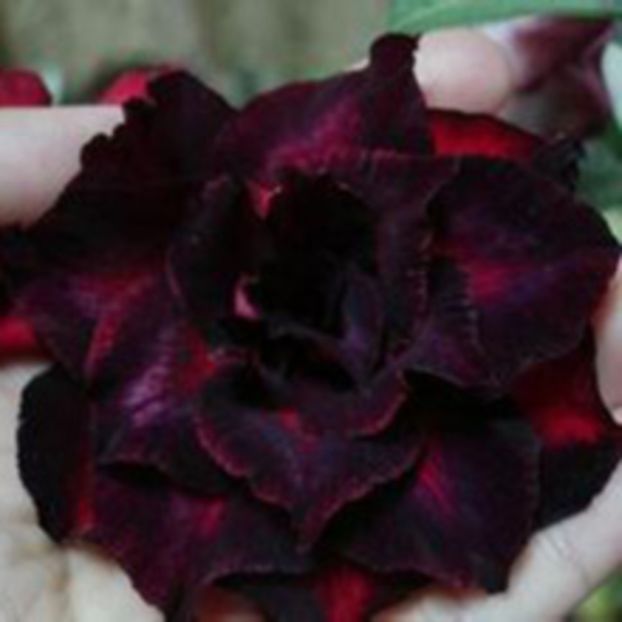 Crimson-Desert-Rose-Double-Petals-Flowers-Seeds-Potted-Flowers-Seeds-Ornamental-Plants-Balcony-Adeni - curcubeu