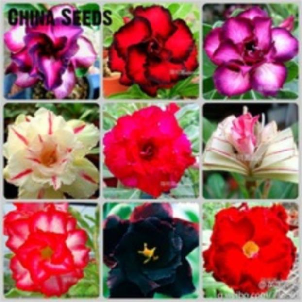 Adenium-Obesum-Seeds-Mix-Bonsai-Desert-Rose-Flower-Plant-Seeds-For-Indoor-Plants. - curcubeu