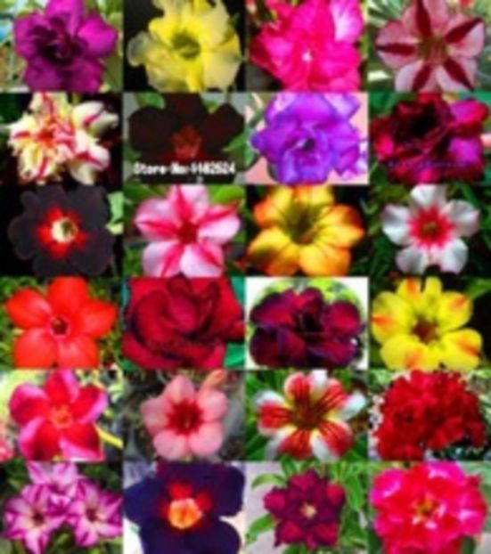Blue-Sky-Adenium-Obesum-Seeds-Bonsai-Desert-Rose-Flower-Plant-Seeds. - curcubeu