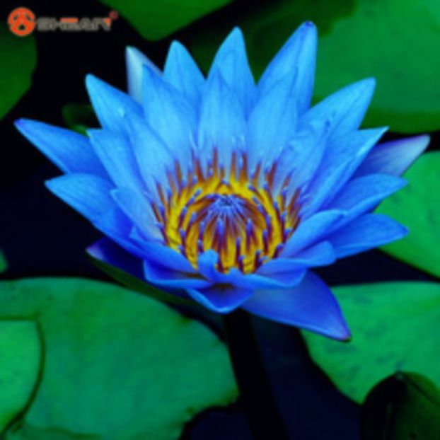 lotus albastru - curcubeu