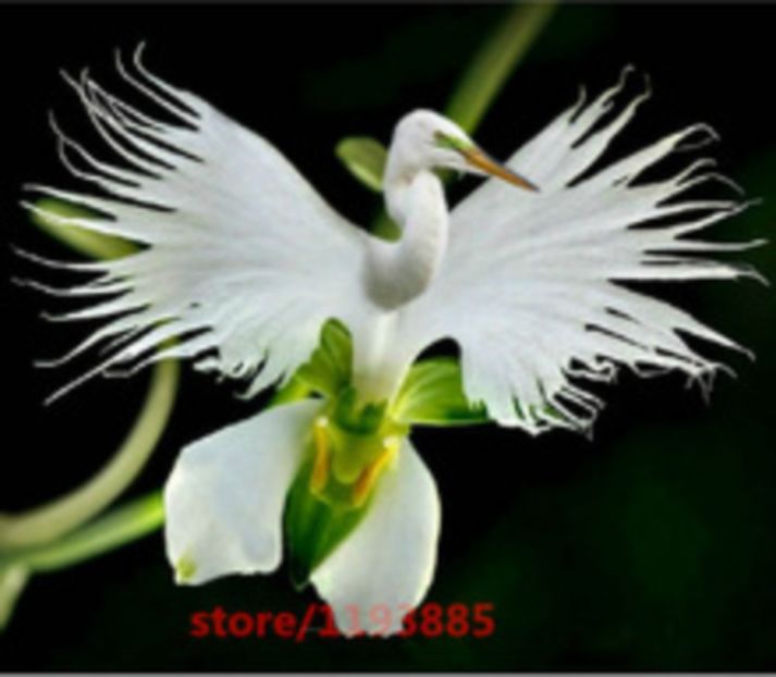 orhidei rare - curcubeu