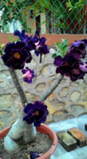 Purple-Black-Desert-Rose-seeds-adenium-obesum-seeds-bonsai-flower-seeds-double-petals-potted-plant-f - curcubeu