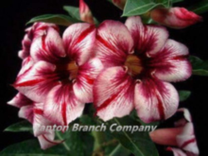 Purple-Lover-Sementes-Desert-Rose-Flor-Bonsai-plantas-sementes-bonitos-Sementes-Adenium-obesum-5-see - curcubeu