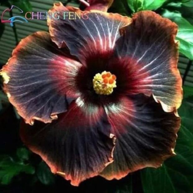 Back Rainbow Hibiscus 3 seminte- 5 RON - HIBISCUS-seminte