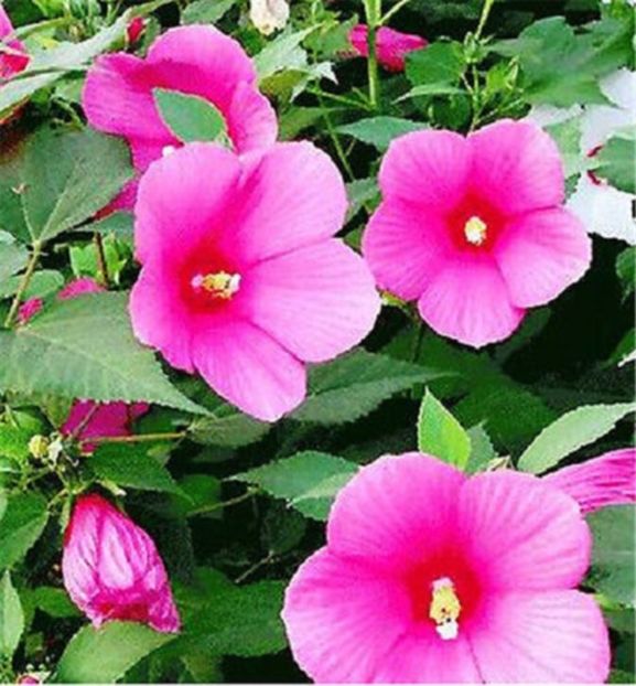 Hibiscus Moscheutos roz de gradina 3 seminte- 5 RON - HIBISCUS-seminte