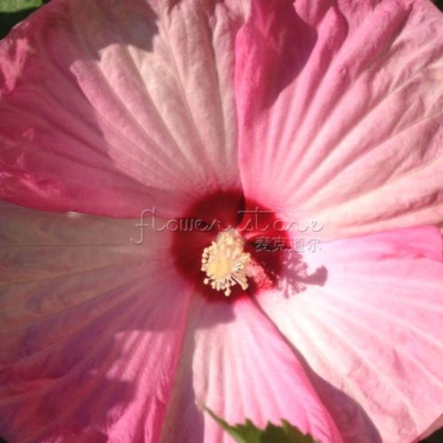 Dinner Plate Hibiscus 3 seminte- 5 RON - HIBISCUS-seminte