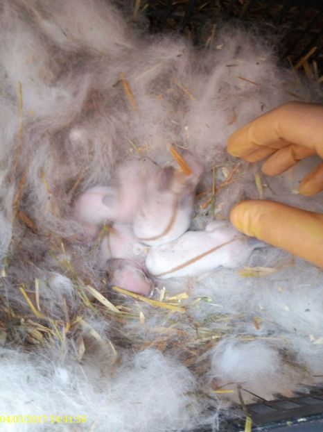  - rasa PESTRIT ENGLEZ