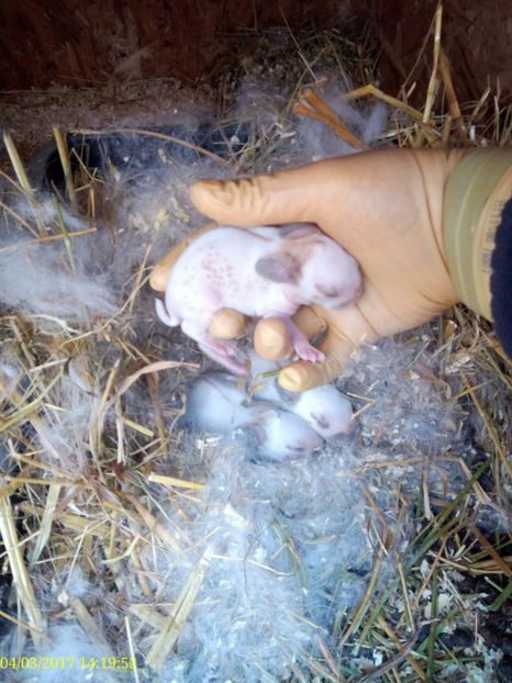  - rasa PESTRIT ENGLEZ