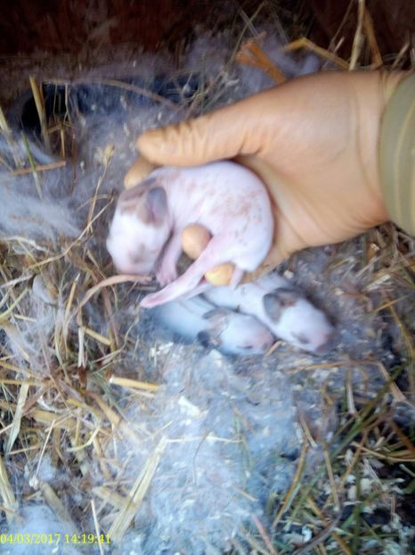  - rasa PESTRIT ENGLEZ