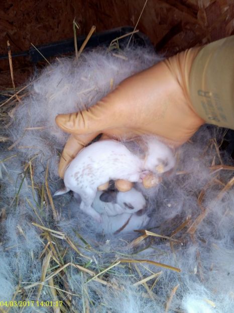  - rasa PESTRIT ENGLEZ