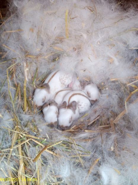  - rasa PESTRIT ENGLEZ