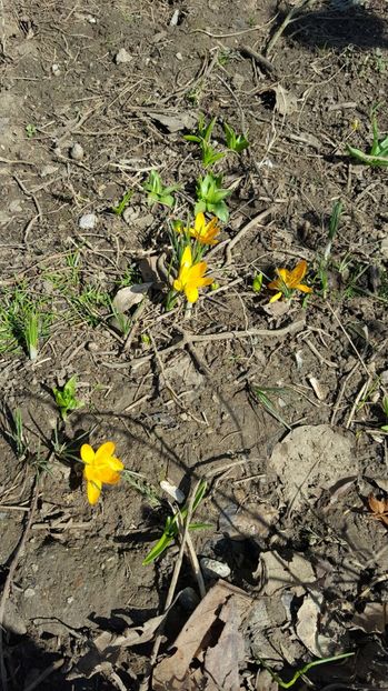  - 2017 Iarasi Primavara