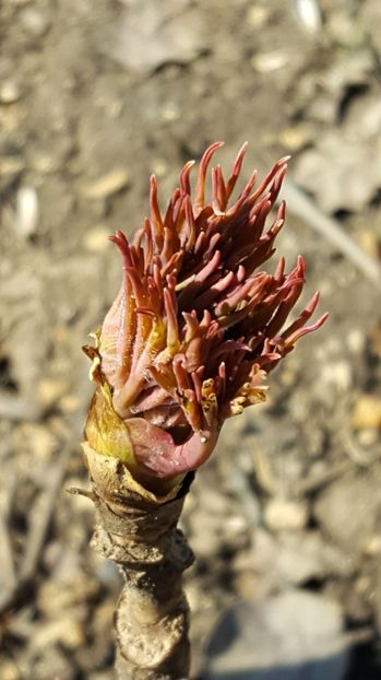  - 2017 Iarasi Primavara