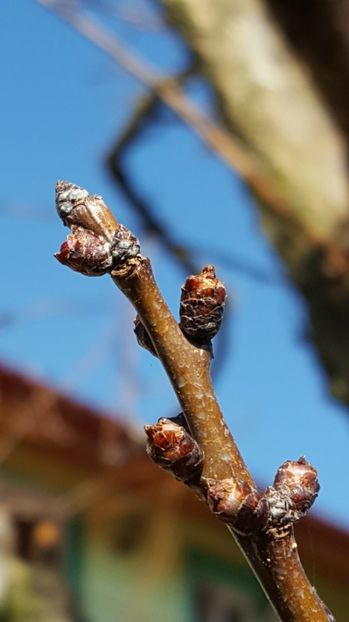  - 2017 Iarasi Primavara