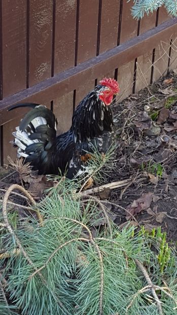  - 2017 Iarasi Primavara