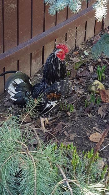  - 2017 Iarasi Primavara