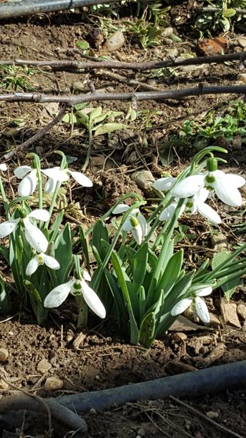  - 2017 Iarasi Primavara