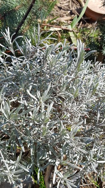  - 2017 Iarasi Primavara