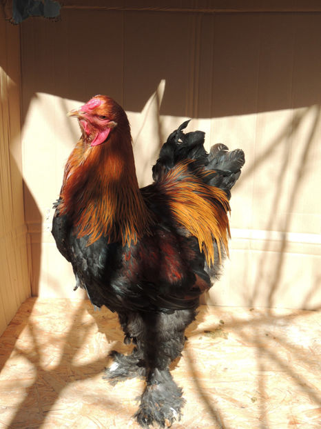 Tanar 2 - Brahma potarnichiu de vanzare