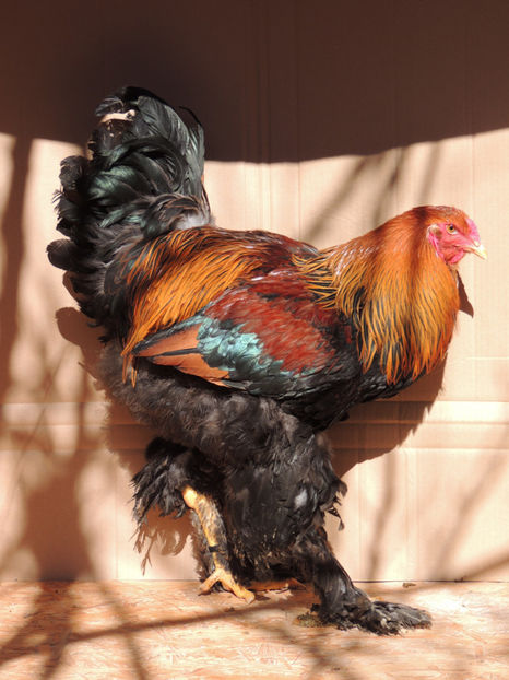 Tanar 1 - Brahma potarnichiu de vanzare