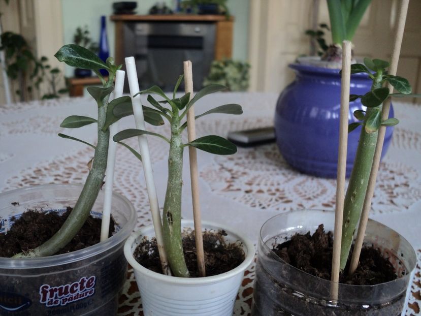 5 mart 2017.Trei puiuti din vara - ADENIUM