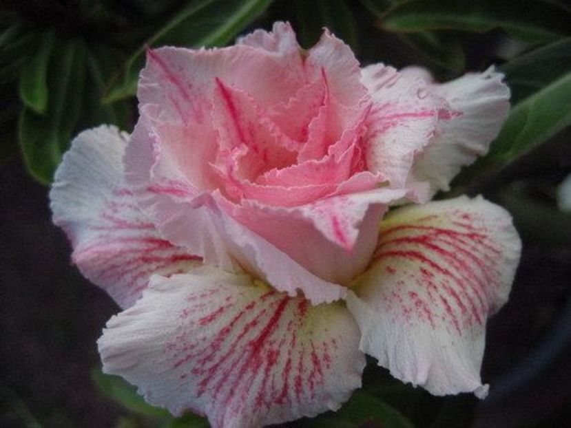 unul infloreste asa...Pinkpanter - ADENIUM