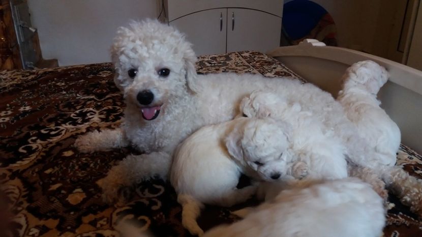 ASHA - Pui bichon frise 2017