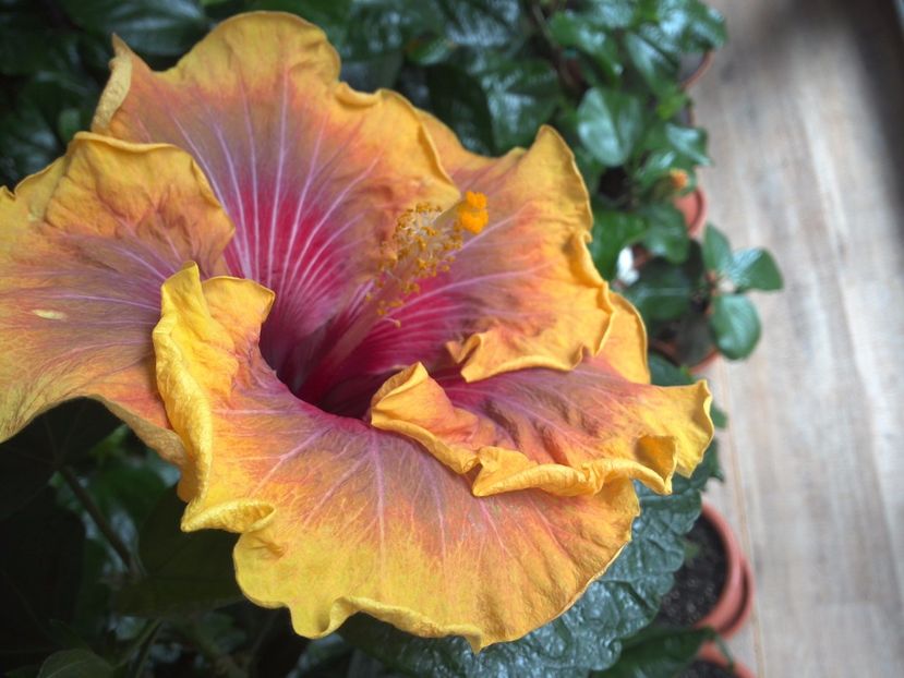 WIN_20170306_114143 - Jolanda Gommer