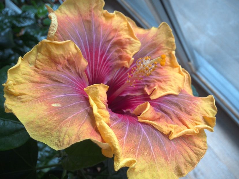 WIN_20170306_114217 - Jolanda Gommer