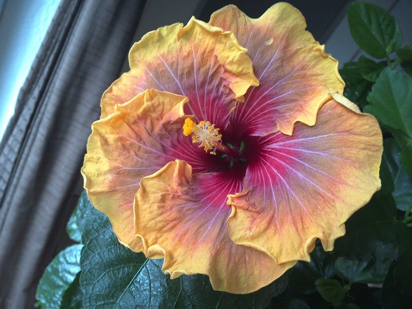 WIN_20170306_114356 - Jolanda Gommer