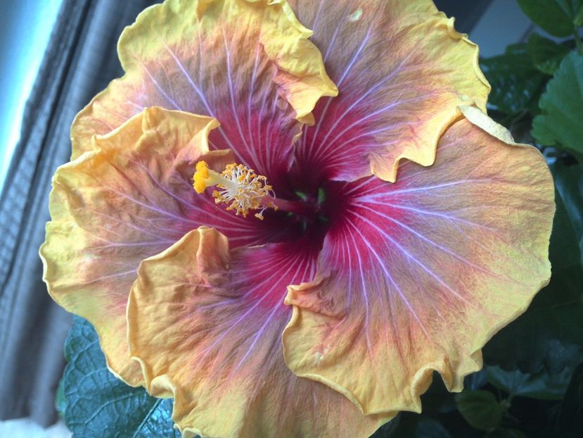 WIN_20170306_114401 - Jolanda Gommer