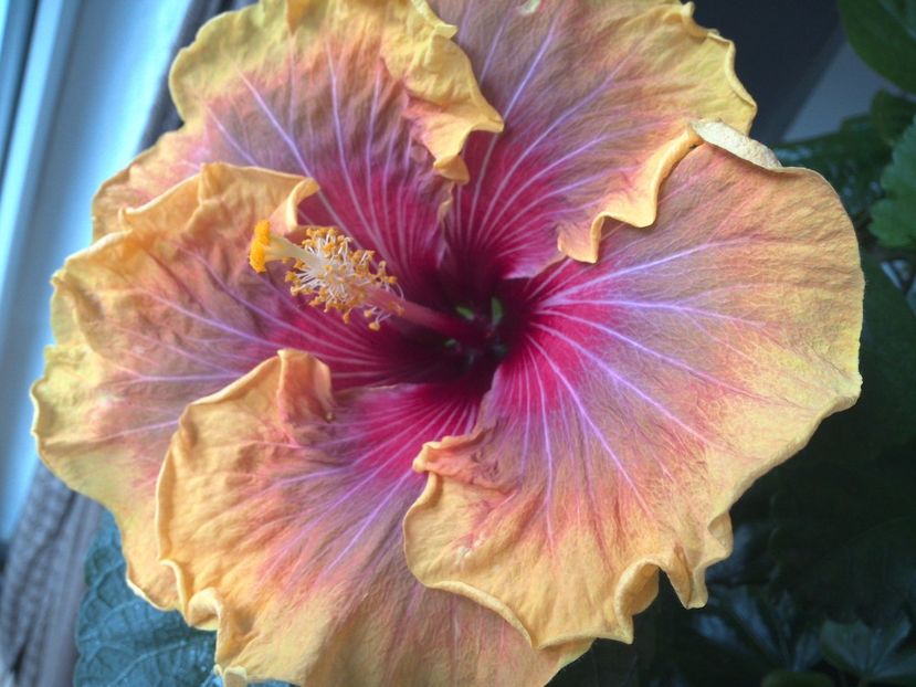 WIN_20170306_114409 - Jolanda Gommer