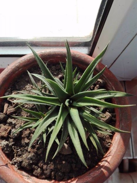 aloe - flori in casa