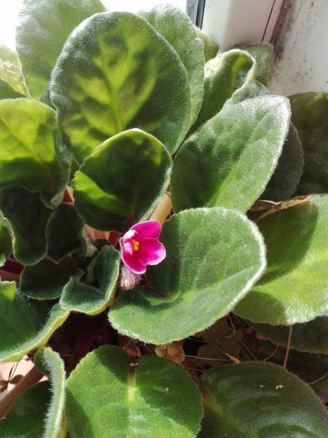 panseluta de parma - flori in casa