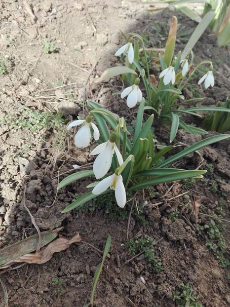 ghiocei - pe camp si in padure
